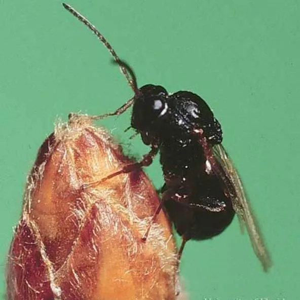 thumbnail for publication: Gall Wasps, Callirhytis quercusclaviger (Ashmead) and Callirhytis cornigera (Osten Sacken) (Insecta: Hymenoptera: Cynipidae)